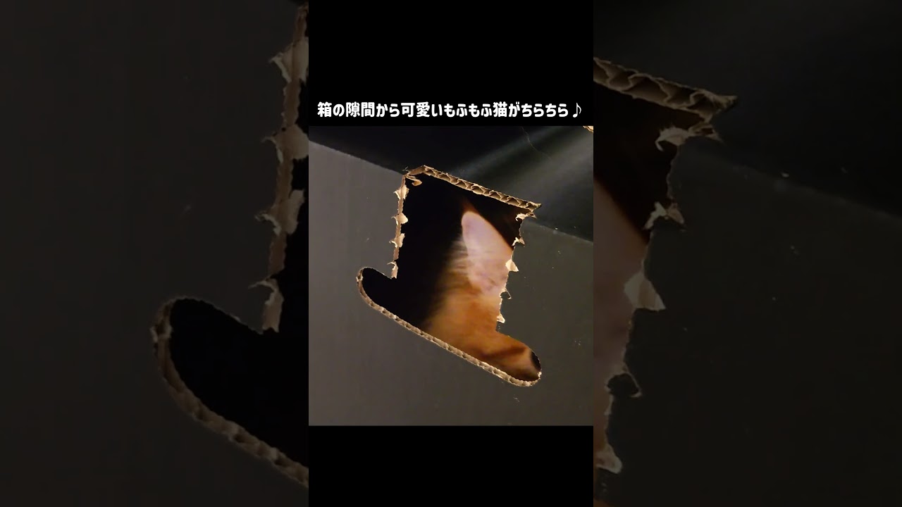 箱の隙間から可愛いもふもふ猫がちらちら♪【サイベリアンの風（ふう）】#shorts #猫のいる暮らし  #茶トラ #サイベリアン
