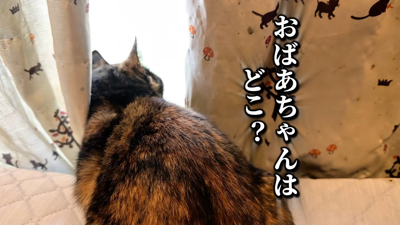 飼い主が施設に入所で外に出された猫を保護