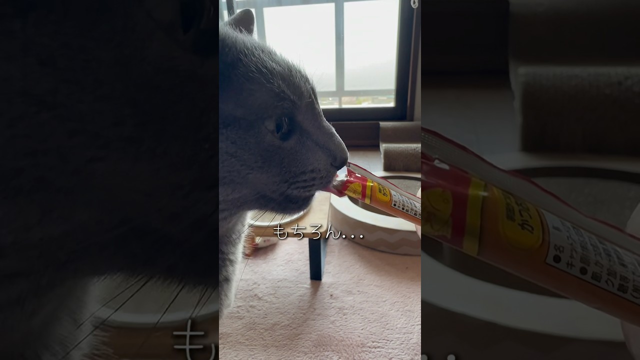 【ロシアンブルー】めろん♡昨日は眼科検診の日でした😊【猫】#shorts