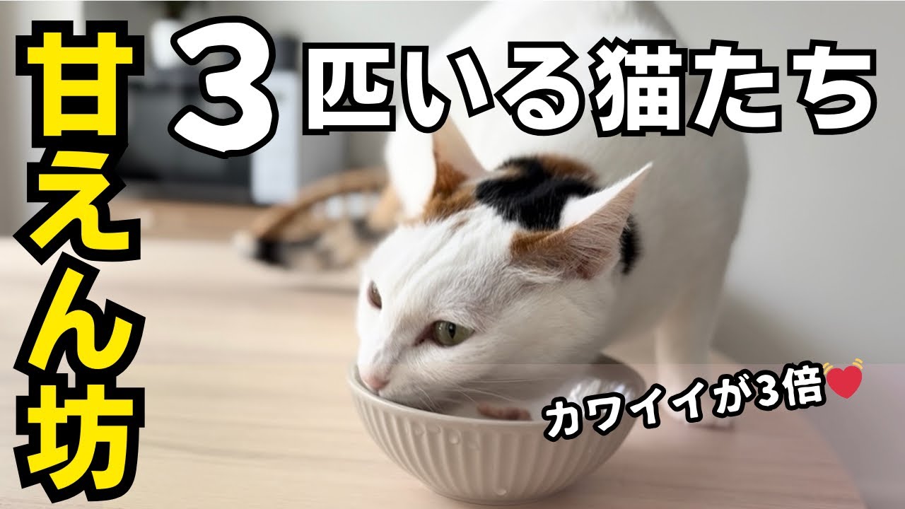 甘えん坊すぎる3匹の猫たちとの暮らし💓順番待ちの姿