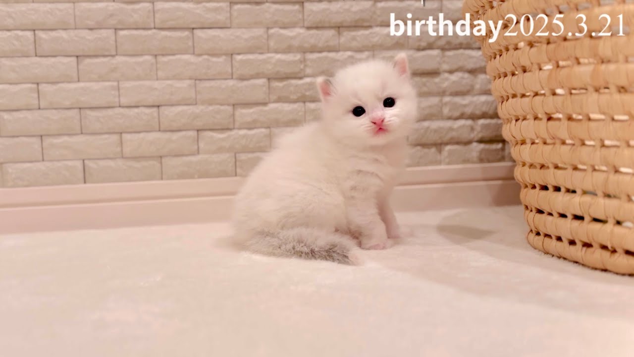 ♢【子猫】里親様募集中＊詳細は〔...その他ﾖﾘ〕🎂3月21日生まれ ＠マンチカン