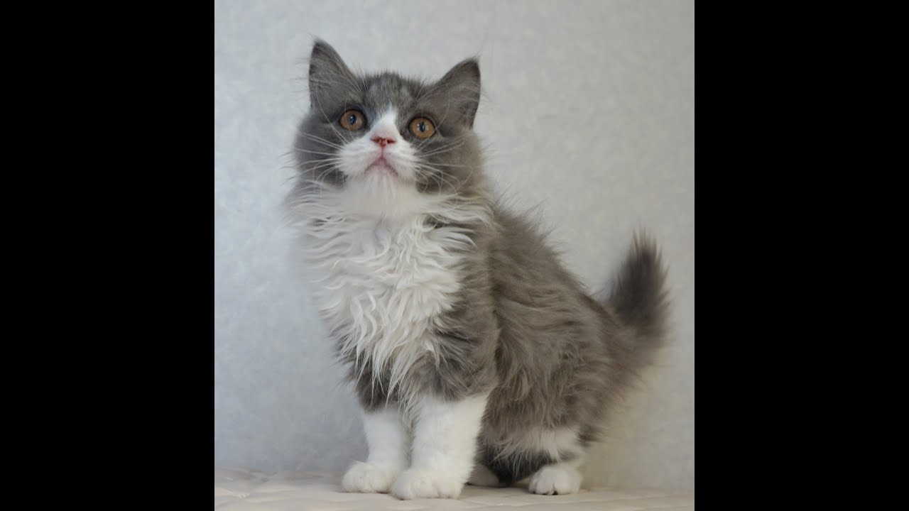 ブリティッシュショートヘアー子猫　British Shorthair　2024.12.14産まれ　ブルー＆ホワイト　男の子　シーダキャット猫のお店