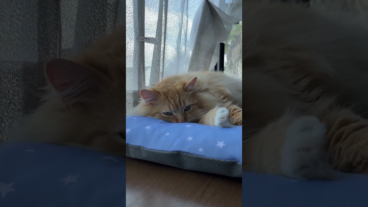 【うちニャン】#ダイソー購入品  #猫のいる暮らし #ラガマフィン