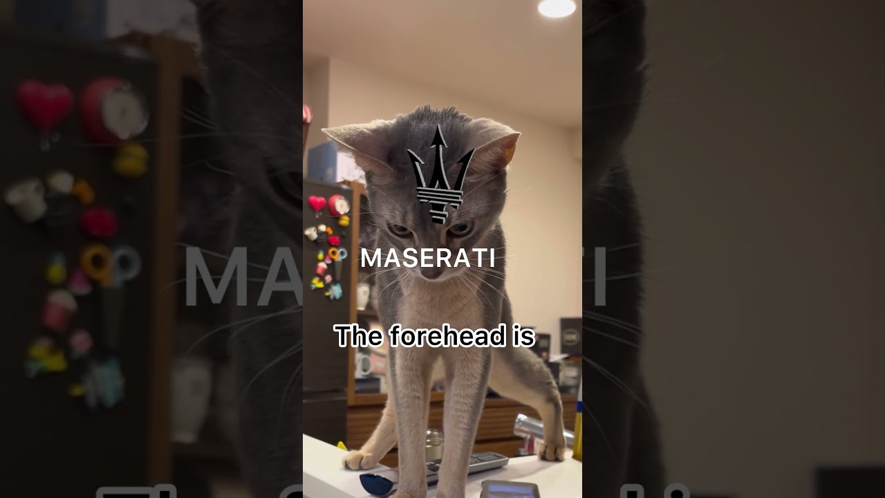 実はスーパーカーだったネコさん#アビシニアン #cat#tesla #mercedes #ねこ