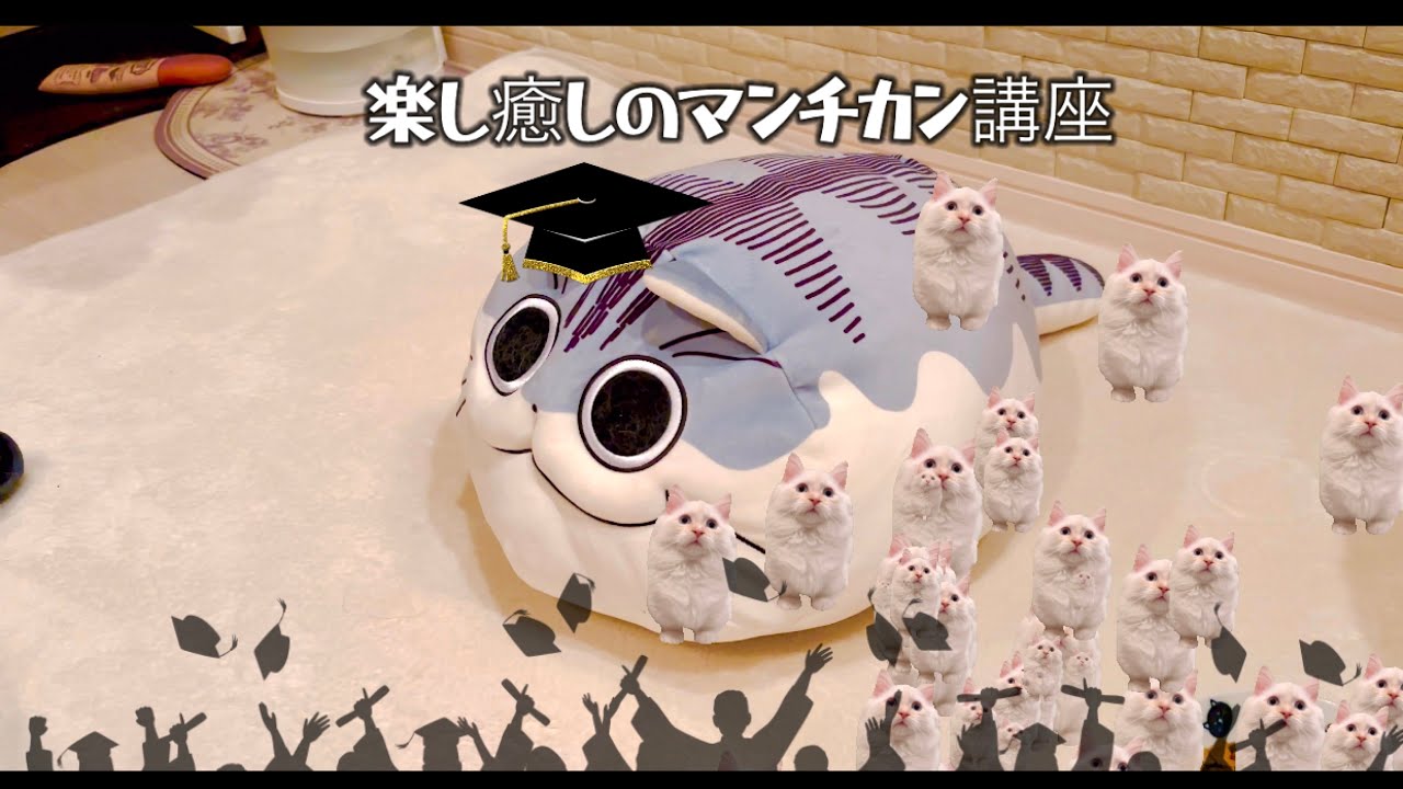【猫】🏫楽しく学ぼぉꕀ #マンチカン　解説トーク動画(⊃•̀ω•́)⊃✎⁾⁾癒