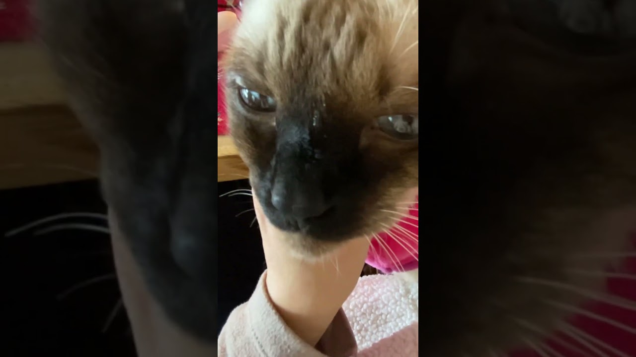 シャム猫ムーン🌙チャンネル・首長アルパカムーン  #しゃむねこ #cat #siamese