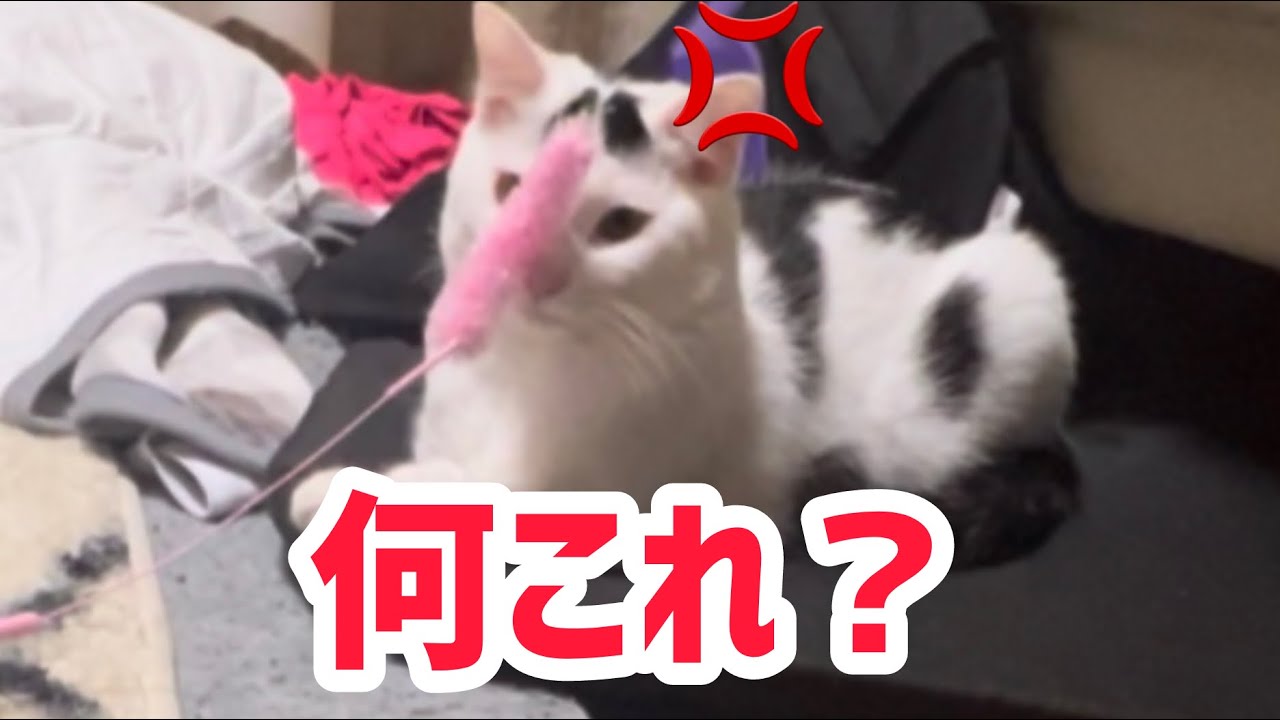猫じゃらしではもう遊んでくれなくなったミルねーさん！#猫のいる暮らし #保護猫 #cat #ミルねーさん #ねこミミ