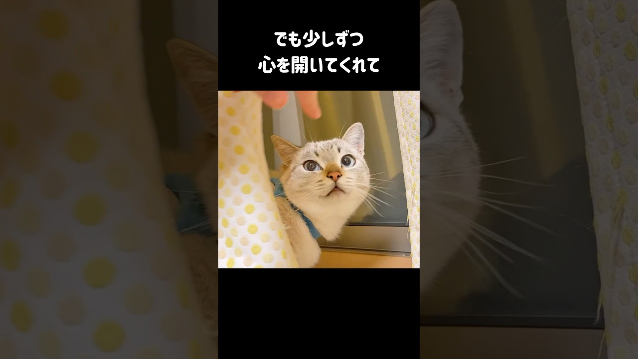 木陰に隠れていた野良猫が家猫になると…寝相がだんだん大胆になり両手を広げて日向ぼっこするようになりました🌞 #shorts #保護猫
