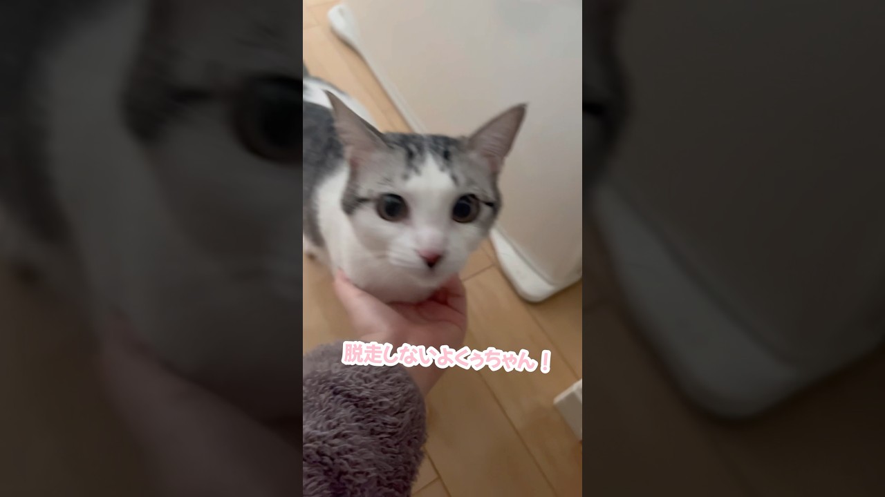 飼い主がいなくて寂しがってると思ったら…#子猫 #保護猫 #捨て猫
