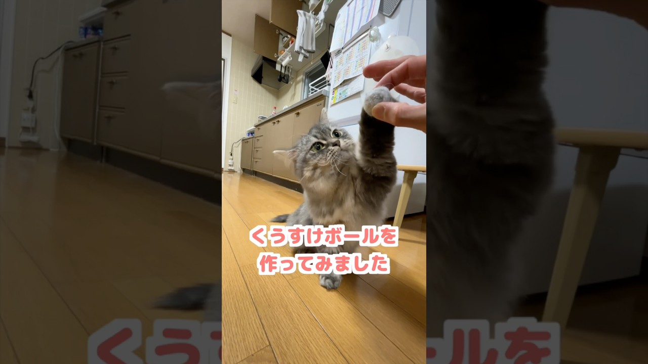 自慢のモフ毛でおもちゃを作ったら楽しすぎましたw   #猫　#ねこ　#マンチカン  #猫動画  #猫のいる暮らし  #ねこのいる生活  #猫好きさんと繋がりたい   #shorts   #cat