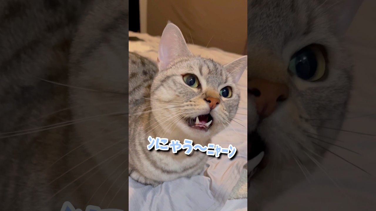 【鳴き声集】猫たちのにゃーを集めたら可愛すぎた!! #shorts #猫 #cat