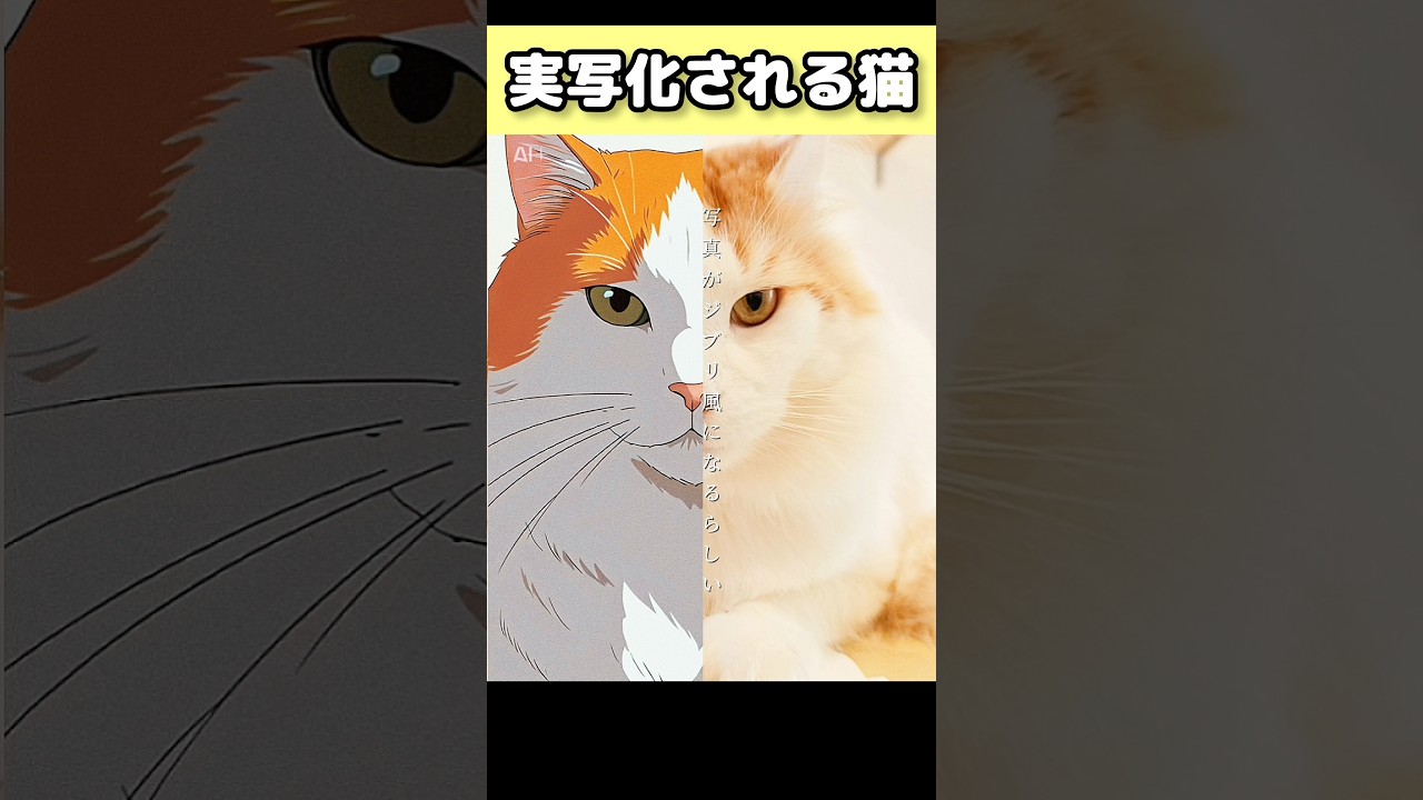 あんまり変わらない... #猫のいる暮らし #猫 #メインクーン #ジブリ #魔女の宅急便 が一番好き