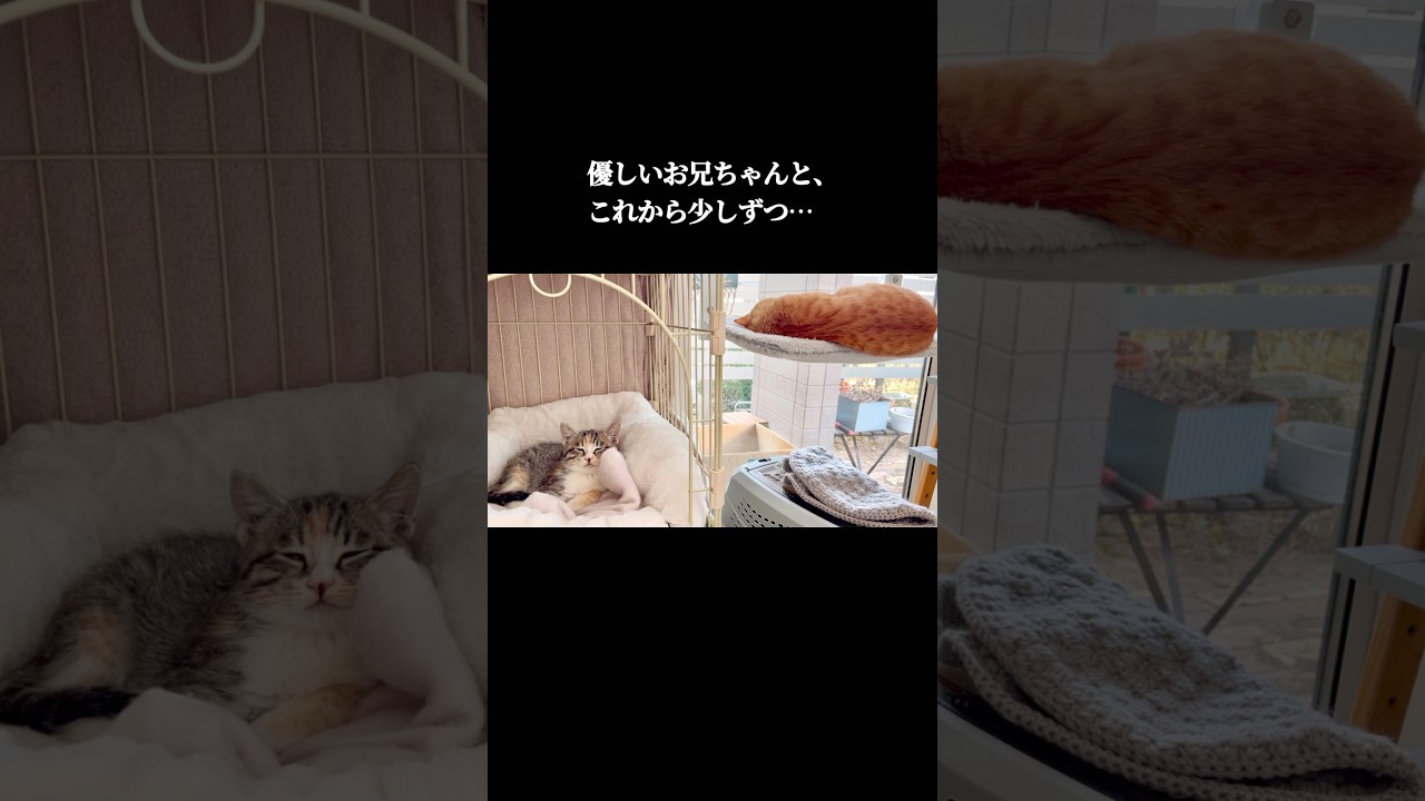 #2野良だった子猫、初めての【ふわふわ】【病院】【名前】#保護猫 #子猫の成長記録 #猫のいる暮らし #コハク8号  #癒し動画#catsoftiktok #healingcat