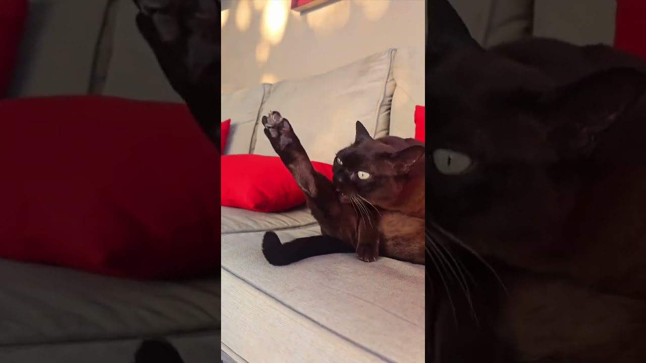 National Pet Day for these two goofballs. #cats #funnyanimals #funnycats #nationalpetday #pethumor