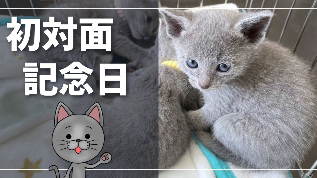 お迎えまでに行った準備、考えた事などを回想【ロシアンブルー】猫