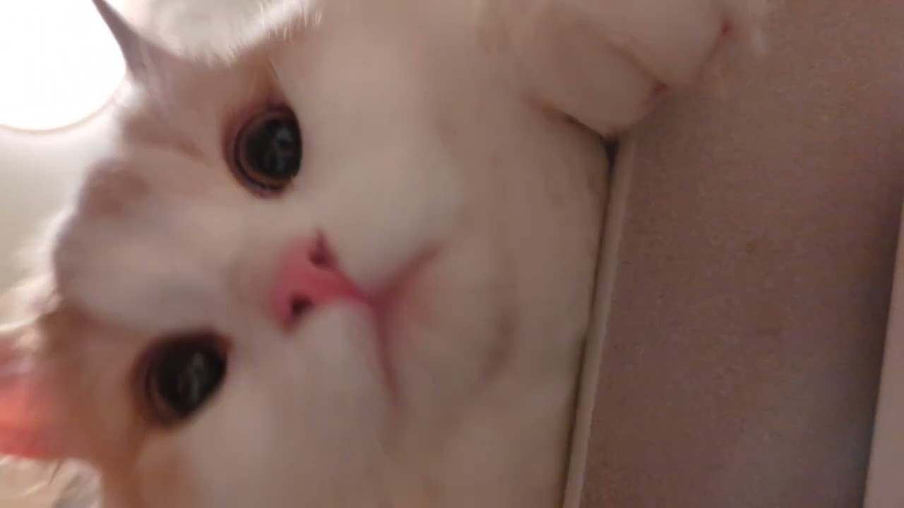 【スコティッシュフォールド】自撮りしてた#猫 #スコティッシュフォールド #cat #ねこ
