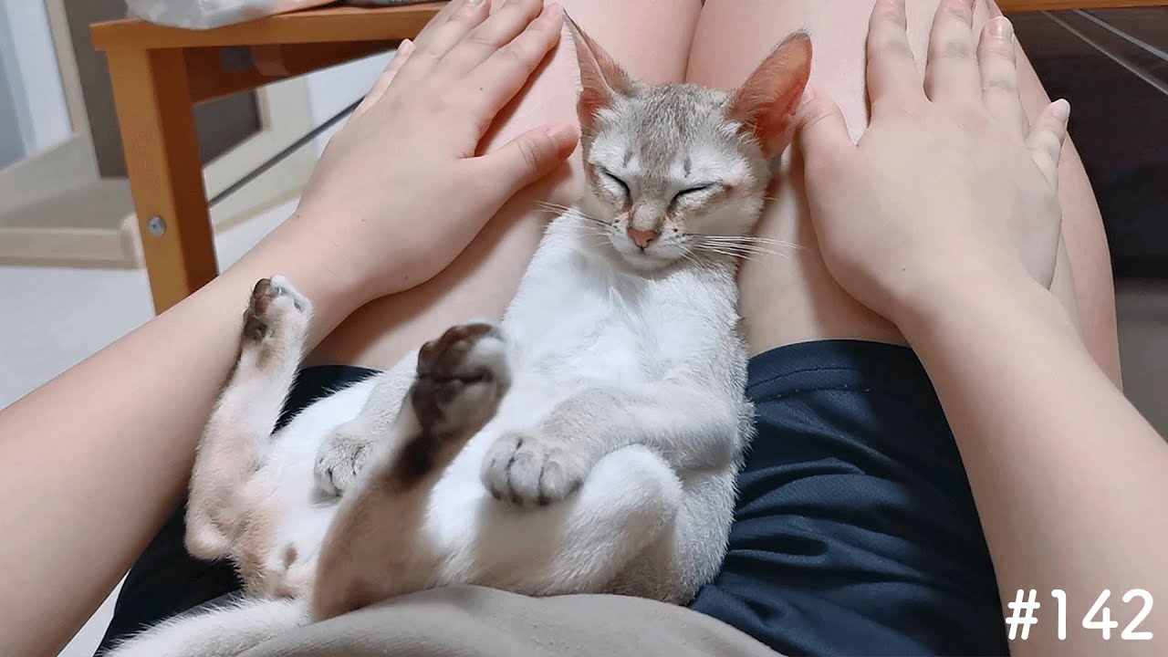 くたくたで膝の上で寝ちゃう子猫がこちら！【シンガプーラ】