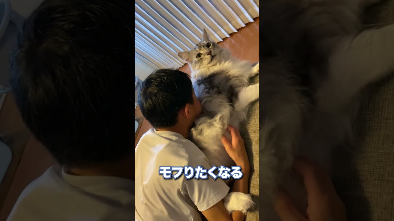 大型猫にモフっても怒られない。仲良しの二人#メインクーン#shorts