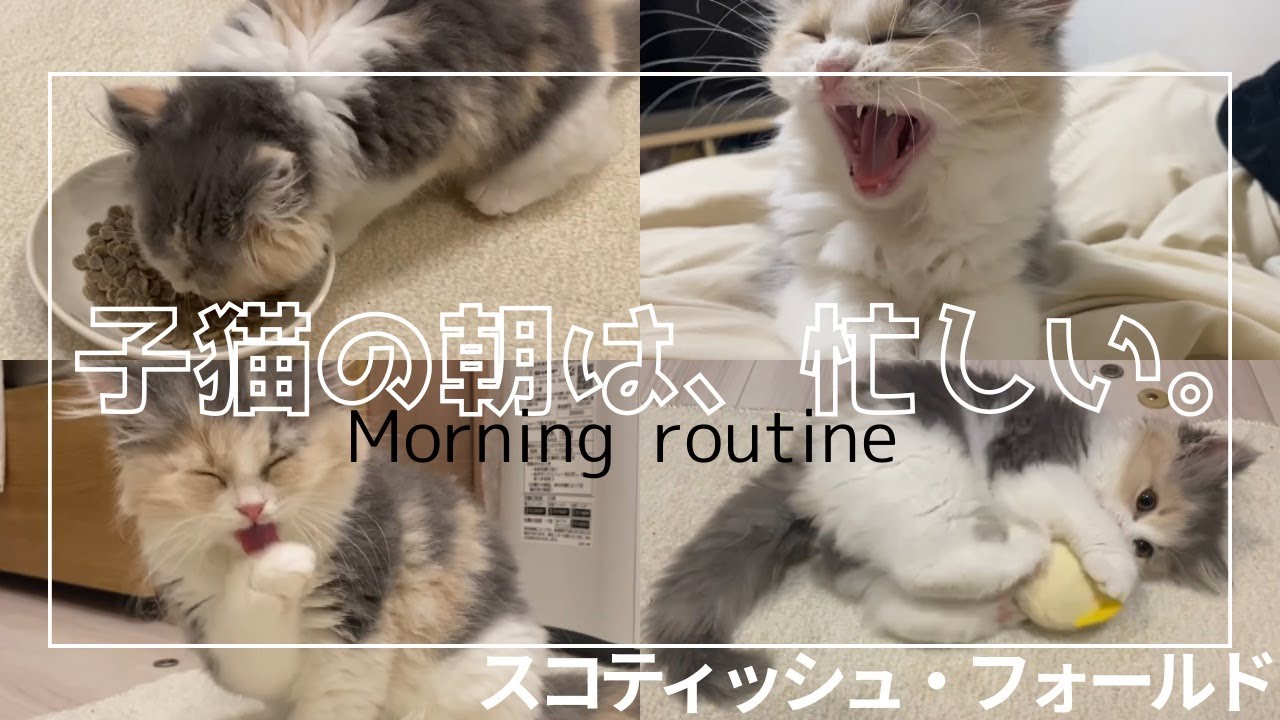 【生後2ヶ月】スコティッシュ・フォールドのモーニングルーティン