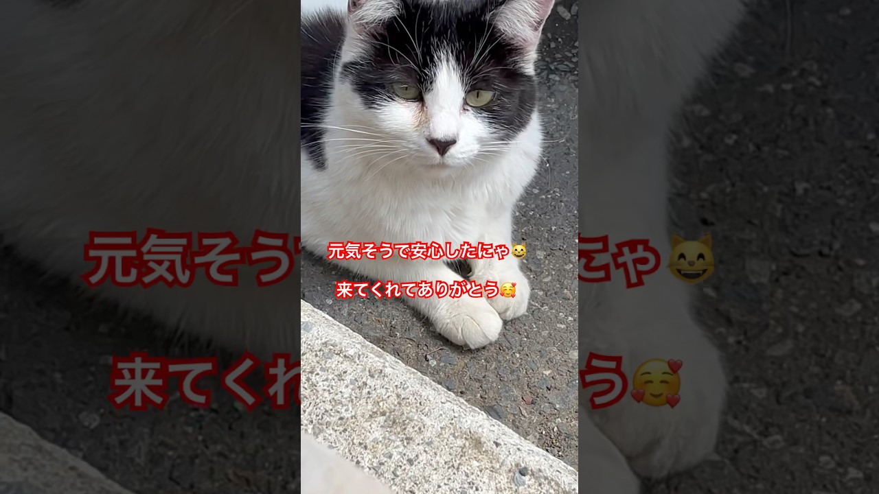 久しぶりの白黒ちゃん😸#cat#short#japan#ねこ#猫#ねこ好き #日本#猫動画#かわいい