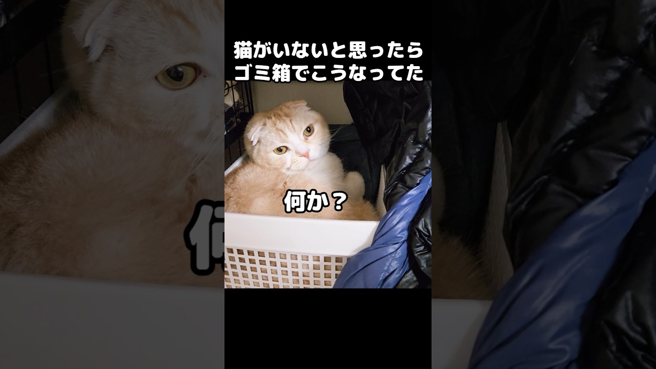 猫がいないと思ったらゴミ箱でこうなってた...笑#shorts