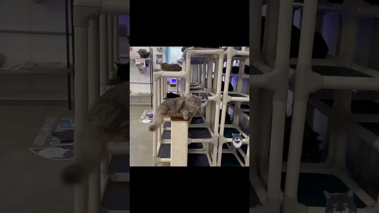 FRISKY! 😜 #cat #energy #kitty #lol #entertainment