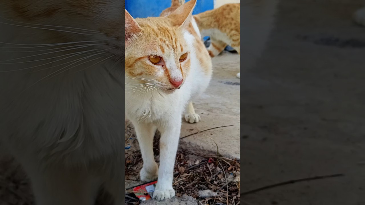 cat 💞 #catvideos #varshakvd #shorts #shortsfeed #shortvideo #funny #cat