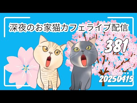 深夜のお家猫カフェライブ配信 ３８１