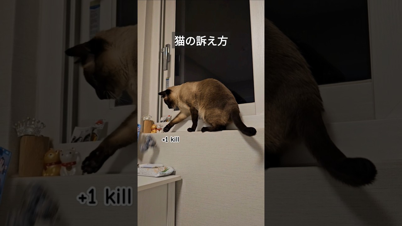 どんな手を使ってでも下僕にかまってほしい猫がこちら。 #シャム猫ひおろ #cat