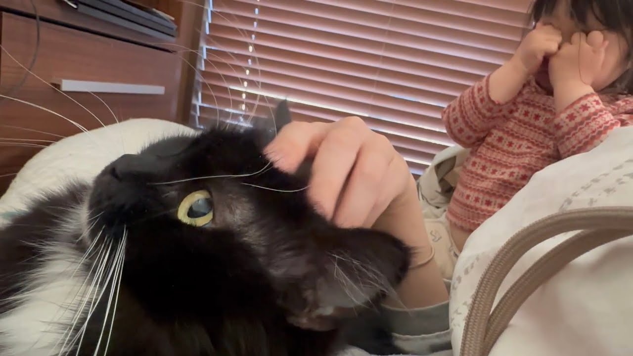 撫でまくられ吸われまくられる猫　ラガマフィンA cat being stroked and sucked. Ragamuffin