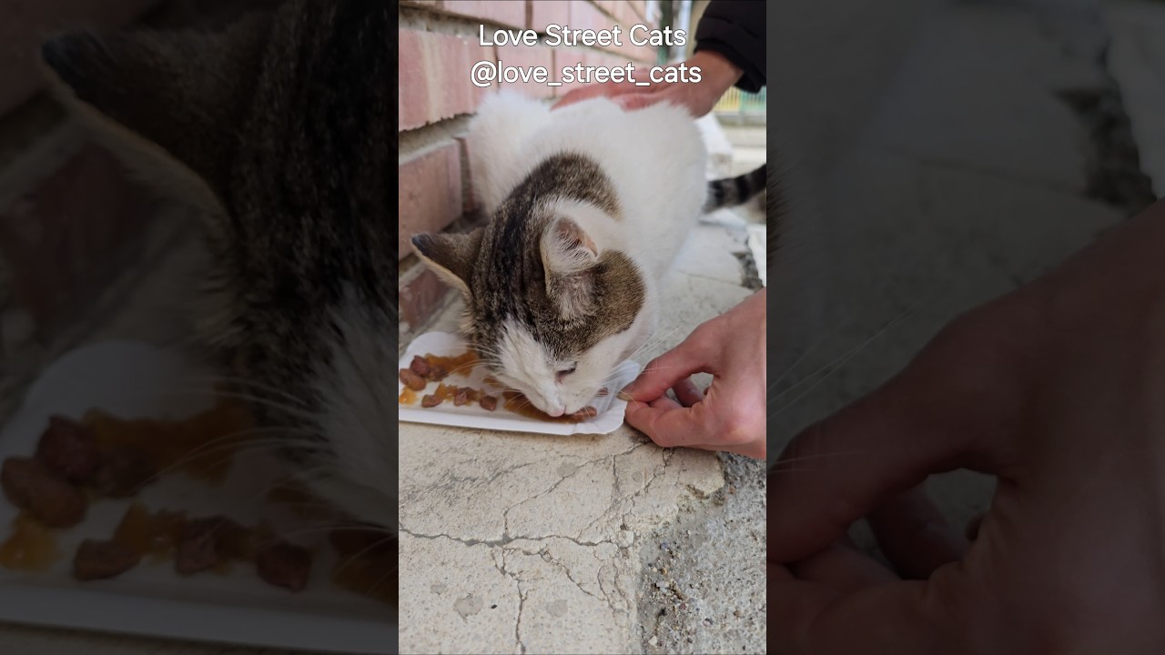 They deserve safety, love, and full bellies—even if they live on the streets #hopeforstrays