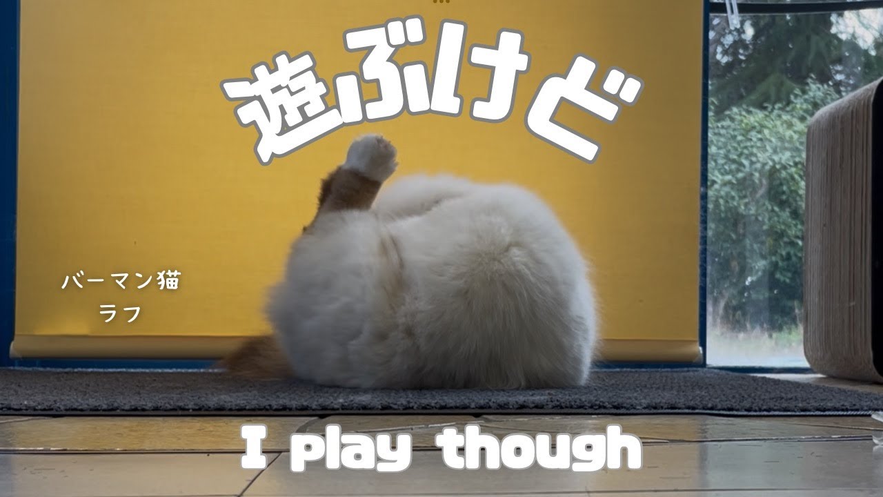 バーマン猫ラフ【遊ぶけど】I play though（バーマン猫）Birman/Cat