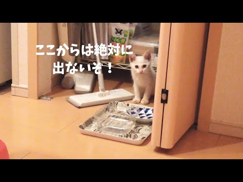 警戒心が強い保護した子猫との生活が始まった