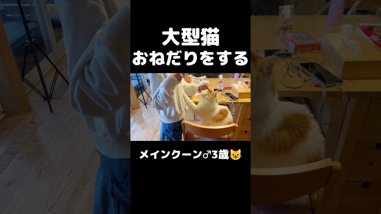 猫「おやつちょーだい」 #猫のいる暮らし #猫 #メインクーン