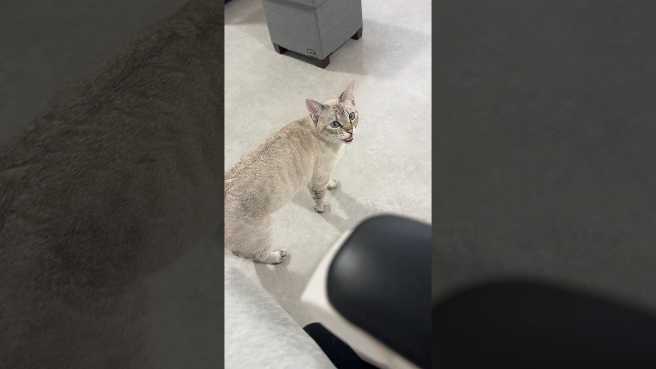 これが甘えん坊の鳴き方です　#シャムトラ #元保護猫 #シャムミックス  #cat #猫耳 #kitten  #猫耳 #siamesemix
