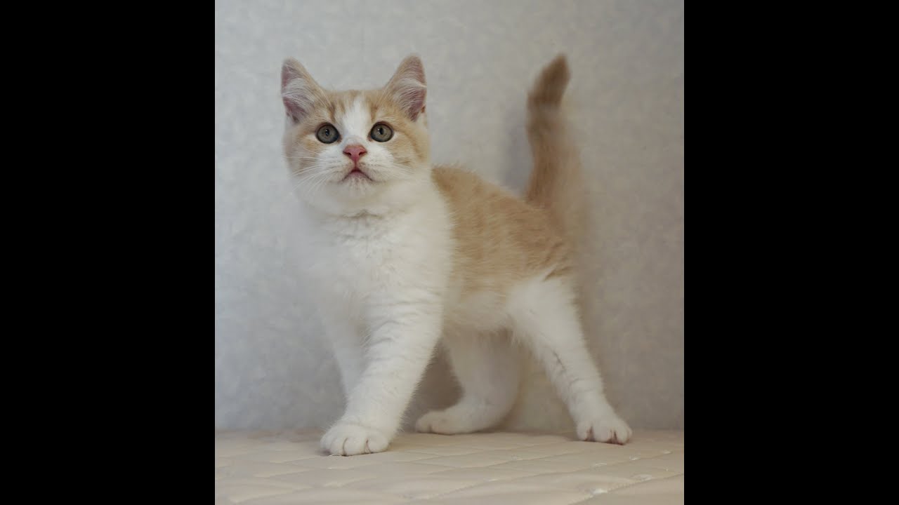 ブリティッシュショートヘアー子猫　British Shorthair　2025.1.21産まれ　クリーム＆ホワイト　男の子　シーダキャット猫のお店