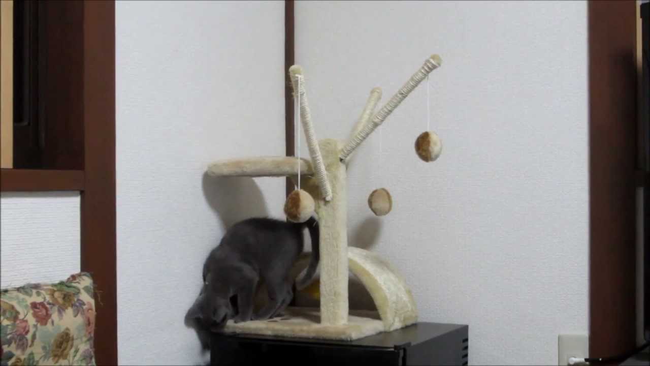 遊び疲れて、スローに遊ぶロシアンブルーのロシ子。