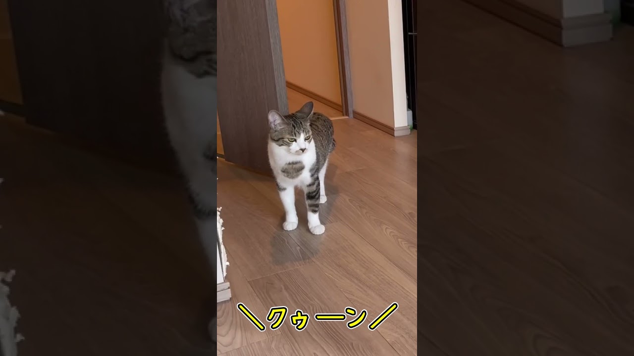犬に興味津々なうちの猫達 shorts #猫 #アビシニアン