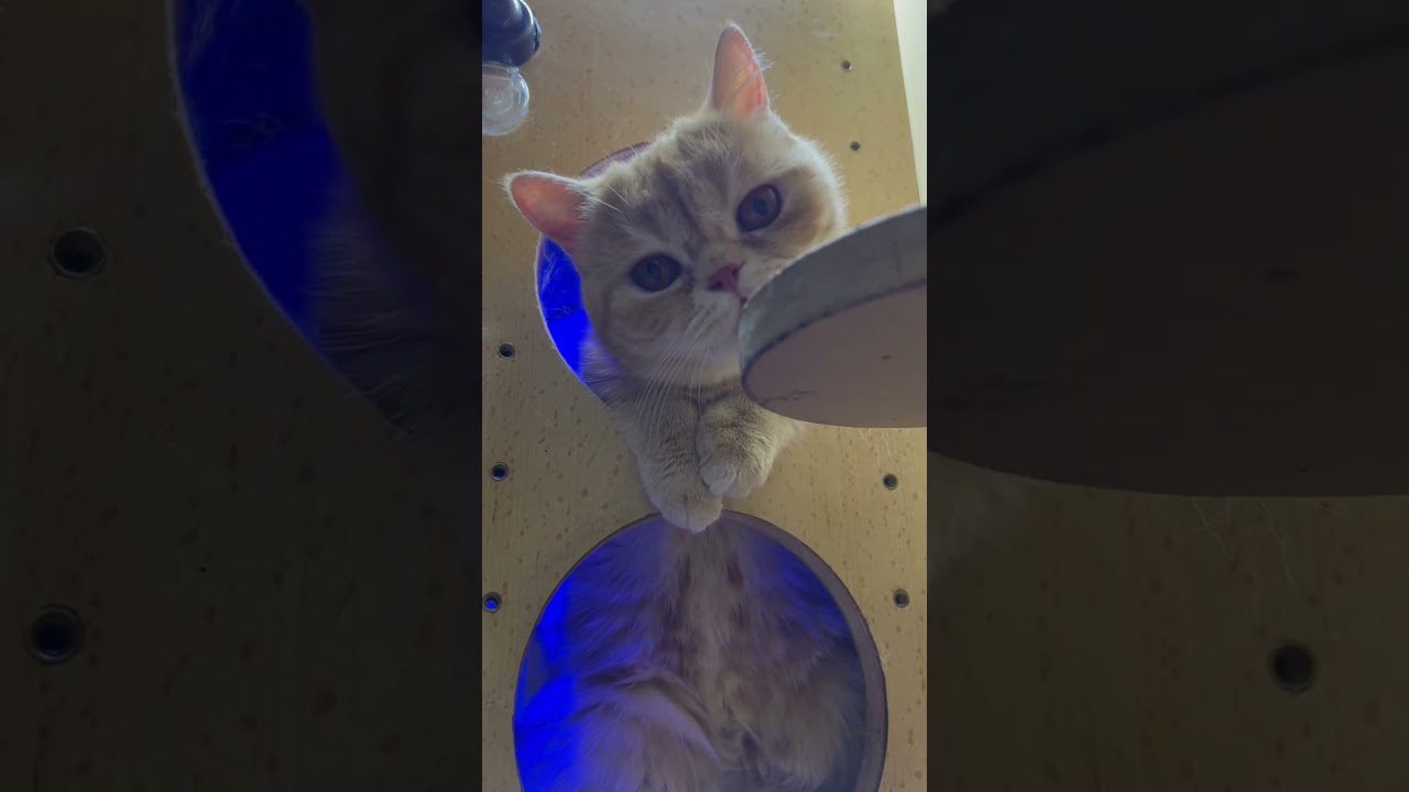 👆🏻Katze macht glücklich👆🏻#katze #cat #gatto #chat #قطة #kot #katt #kat #kočka