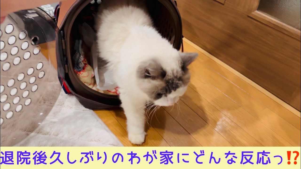 懸命に闘う【ラグドール】アリスの闘病生活 退院当日
