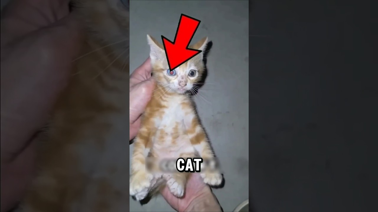 A Cat with SUPERPOWERS? 😱 Watch This!👀🐱