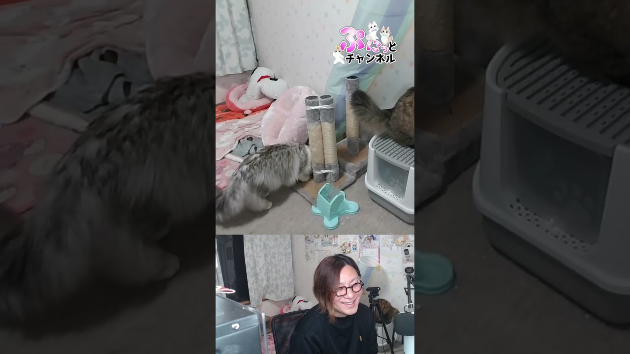会津の開花宣言♪猫ちゃんライブ配信♪