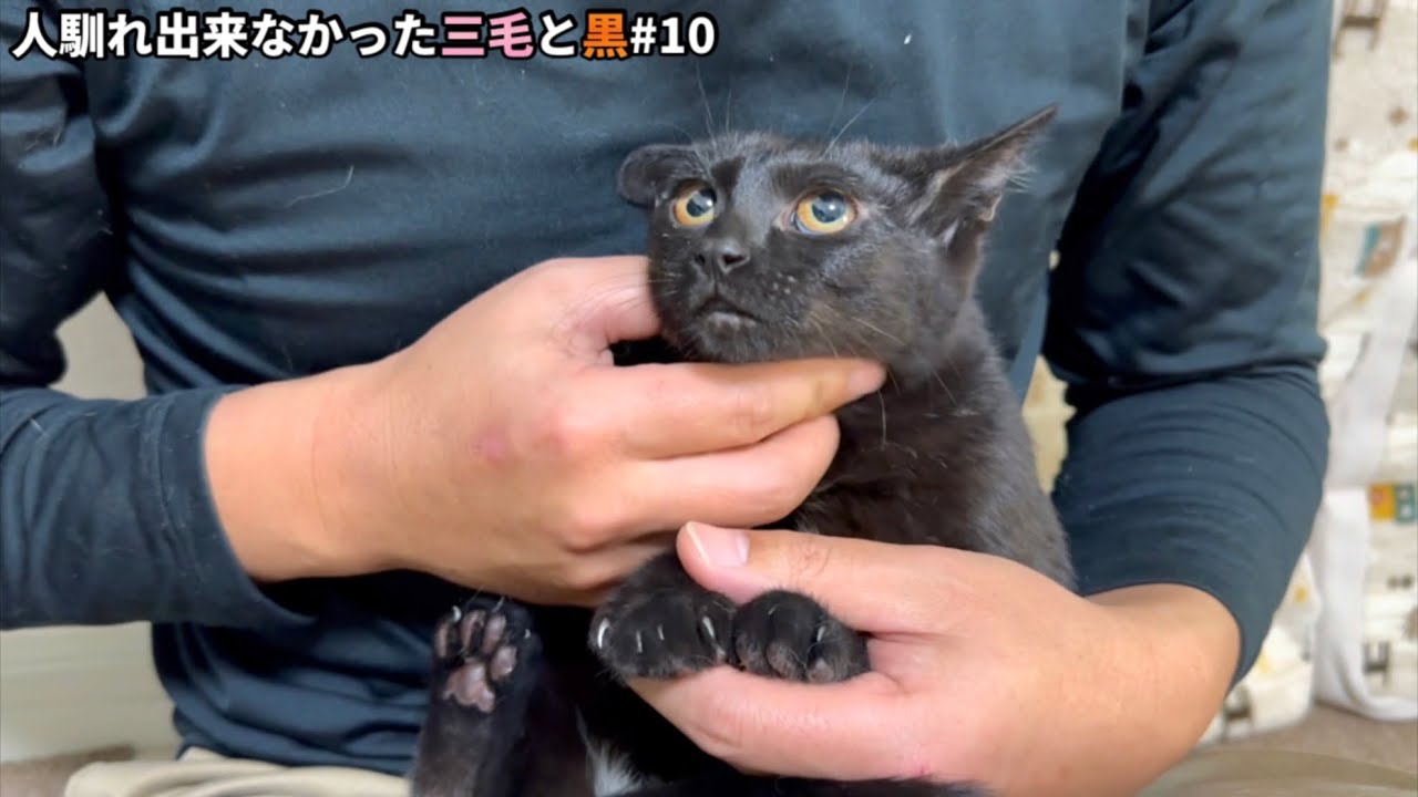 「触れない」と返された保護猫を抱っこしてみたらこうなりました。