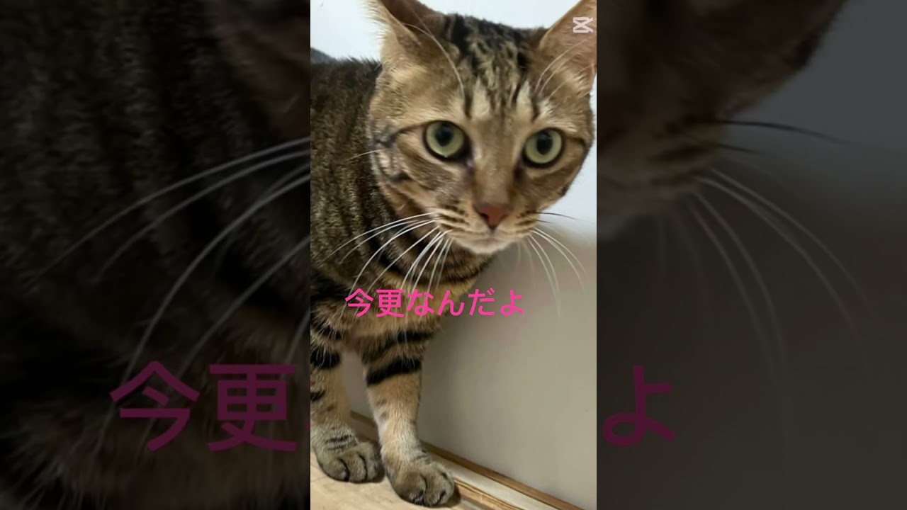 【癒し】ネコ様の情熱的なしりとり #shorts #猫のいる暮らし #保護猫 #cat