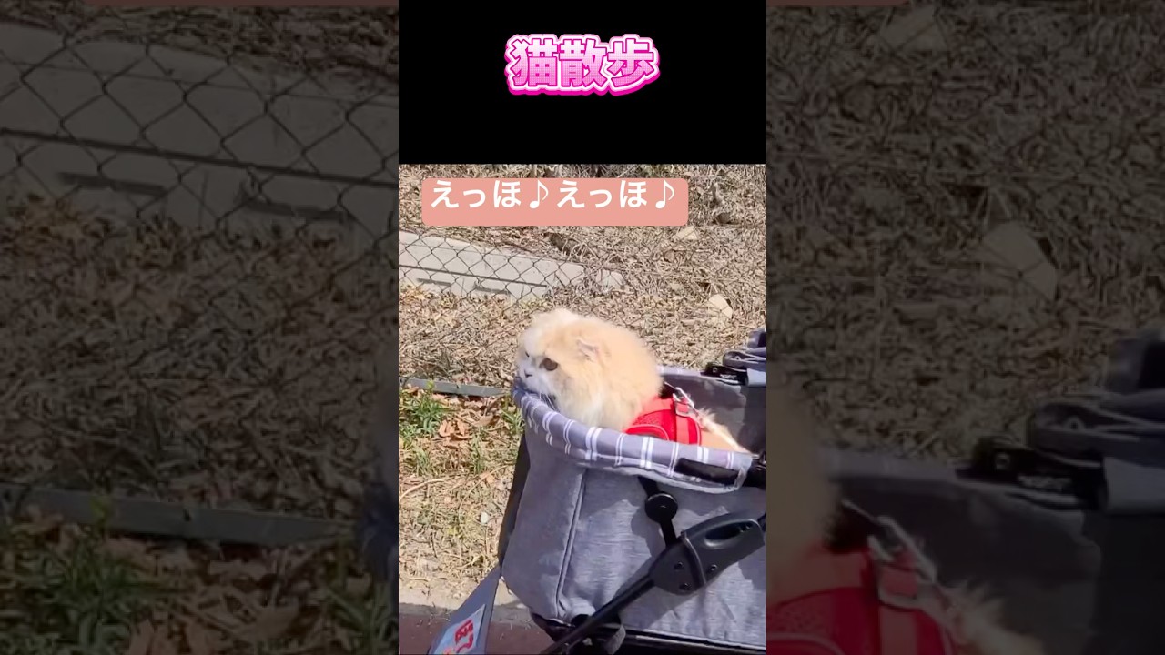 みんなに伝えなきゃ！#エッホエッホの歌#スコティッシュフォールド #猫動画#猫かわいい#cat #shorts