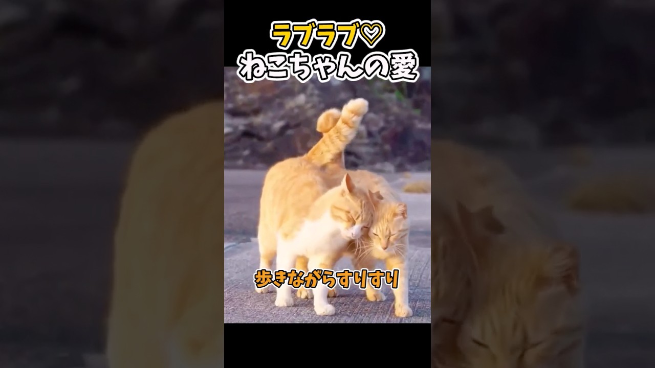 【癒し】微笑ましいねこちゃん達　#猫 #子供 #かわいい#子猫  #猫のいる暮らし #ペット #可愛い #癒し #動物 #cat #動物プロダクション #ネコ