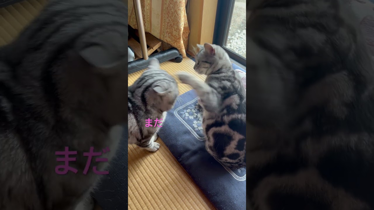 匂い嗅がれていらだつ妊婦猫。#アメショ#アメリカンショートヘア#cat#cats#猫の日常#猫のいる暮らし#猫のいる生活