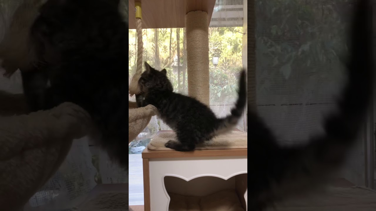 ラパーマ子猫
