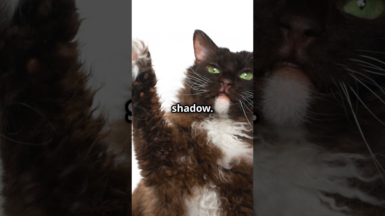 LaPerm Cats: The Curly Charmers! #LaPermCats #CatLovers #CutePets #FelineFriends #AnimalLovers