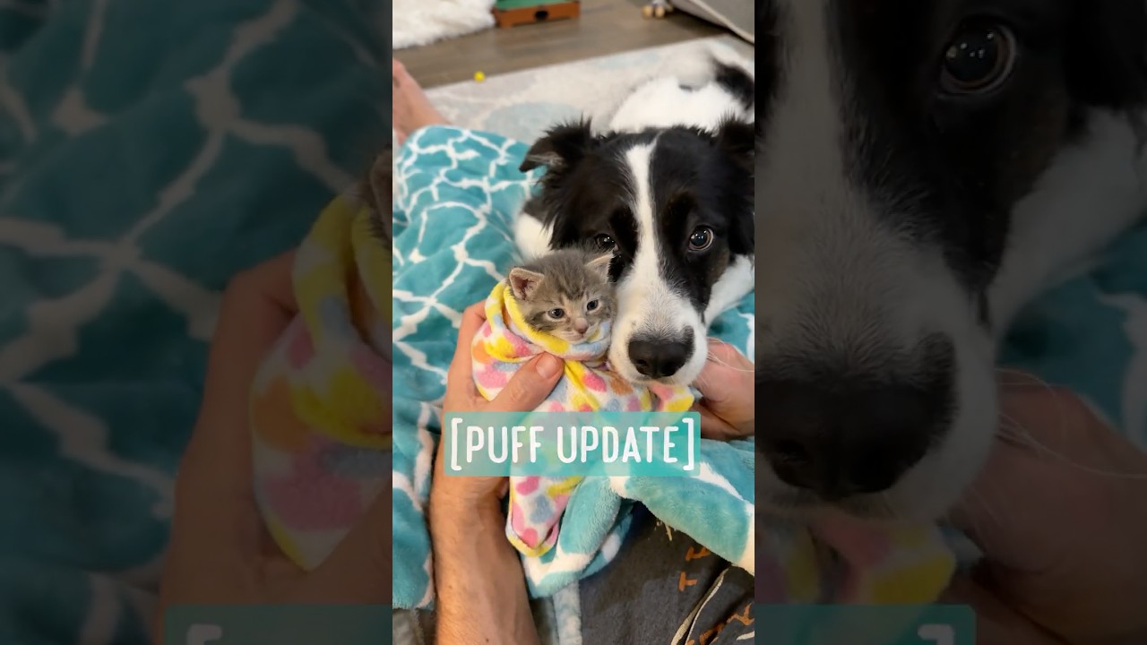 Puff Update 🐡
